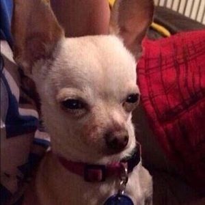 Meet your Posher, Sandy